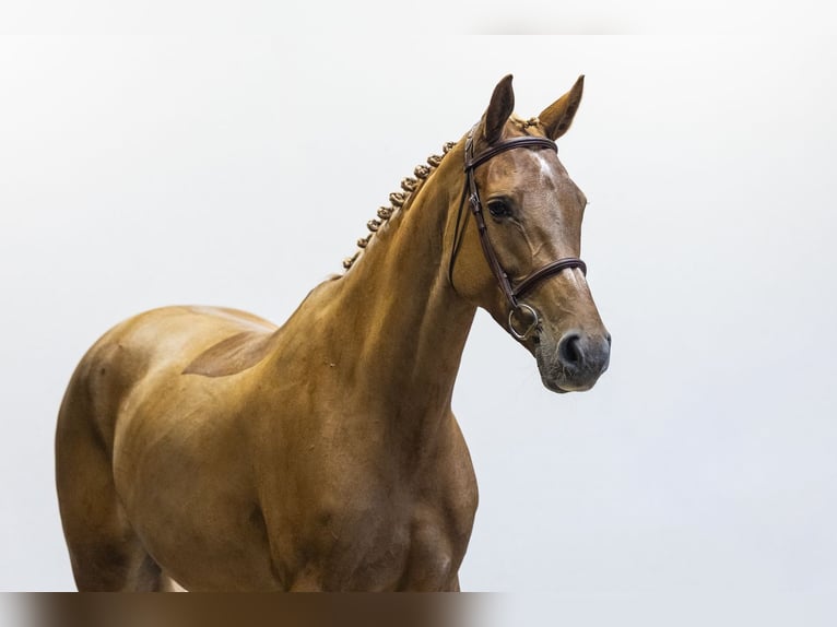 Deutsches Sportpferd Stute 8 Jahre 169 cm Fuchs in Waddinxveen