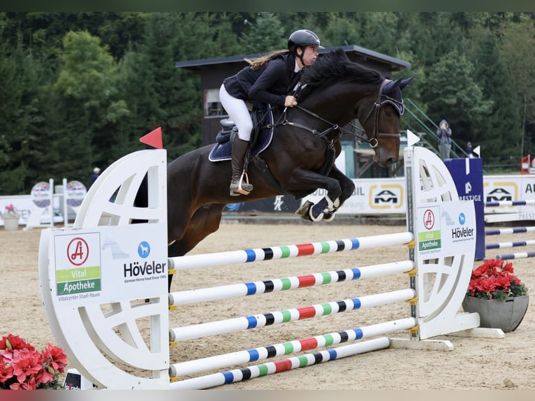 Deutsches Sportpferd Stute 8 Jahre 169 cm Schwarzbrauner in Schlins