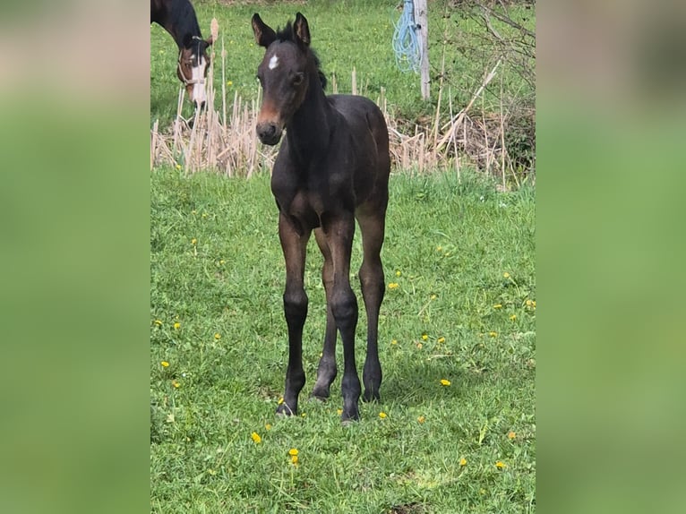 Deutsches Sportpferd Stute 8 Jahre 169 cm Schwarzbrauner in Isny im Allgäu