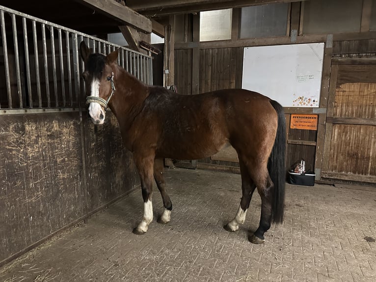 Deutsches Sportpferd Stute 8 Jahre 170 cm Brauner in Renningen