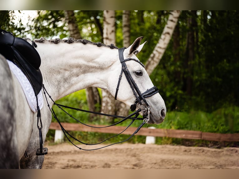Deutsches Sportpferd Stute 8 Jahre 170 cm Schimmel in Stefan&#xF3;wka