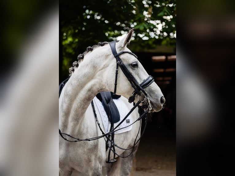 Deutsches Sportpferd Stute 8 Jahre 170 cm Schimmel in Stefan&#xF3;wka