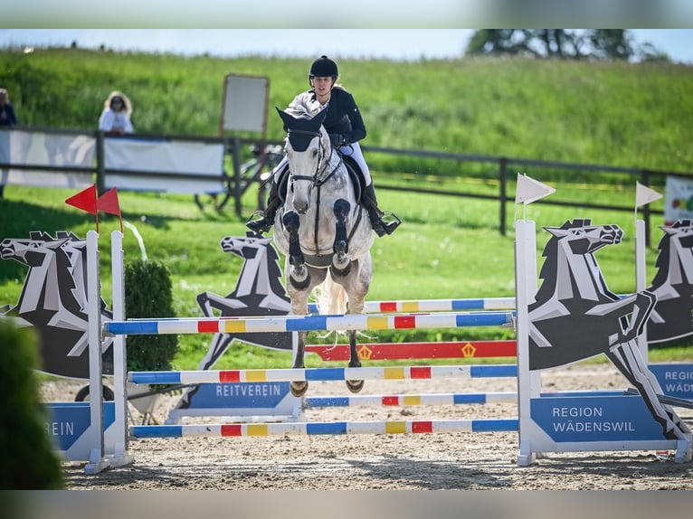 Deutsches Sportpferd Stute 8 Jahre 170 cm Schimmel in baar