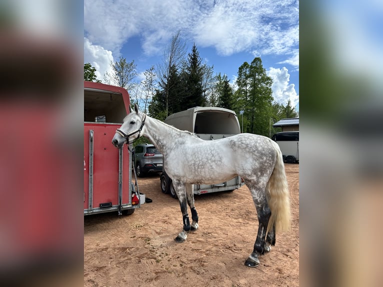 Deutsches Sportpferd Stute 8 Jahre 170 cm Schimmel in baar