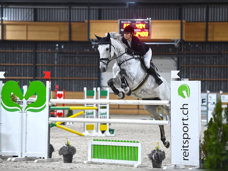 Deutsches Sportpferd Stute 8 Jahre 170 cm Schimmel in baar