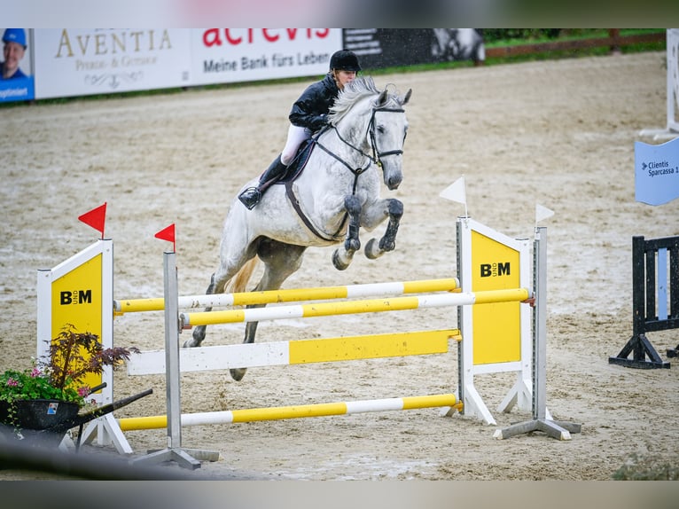 Deutsches Sportpferd Stute 8 Jahre 170 cm Schimmel in baar