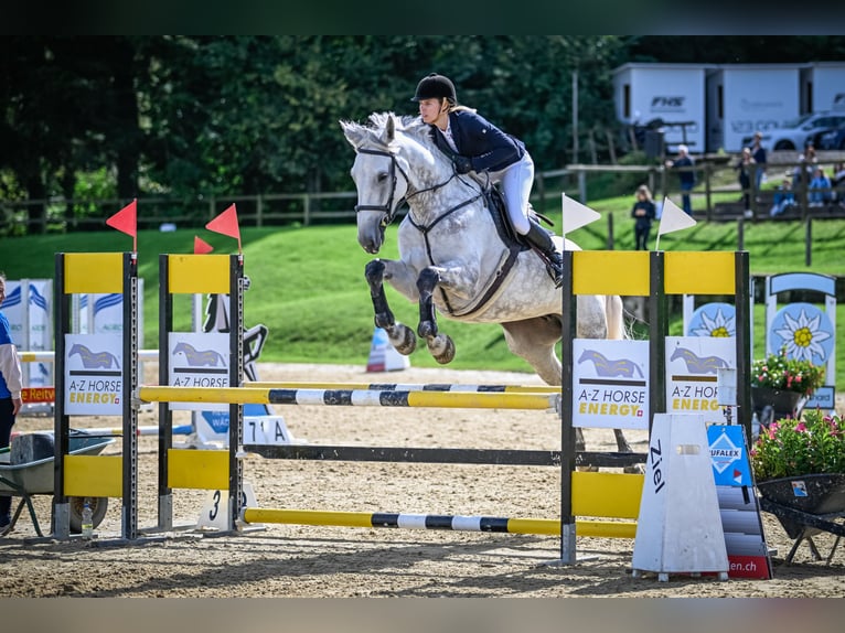 Deutsches Sportpferd Stute 8 Jahre 170 cm Schimmel in baar