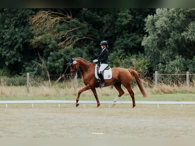 Deutsches Sportpferd Stute 8 Jahre 171 cm Fuchs in Schollene