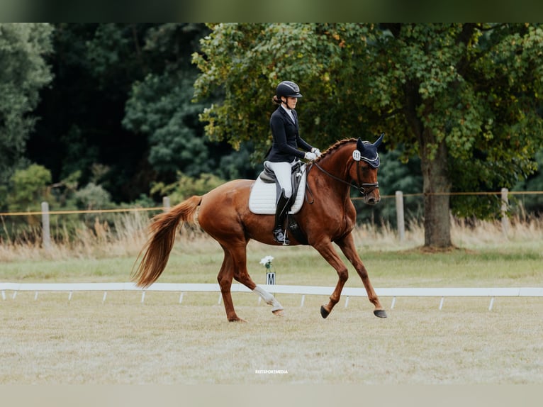 Deutsches Sportpferd Stute 8 Jahre 171 cm Fuchs in Schollene