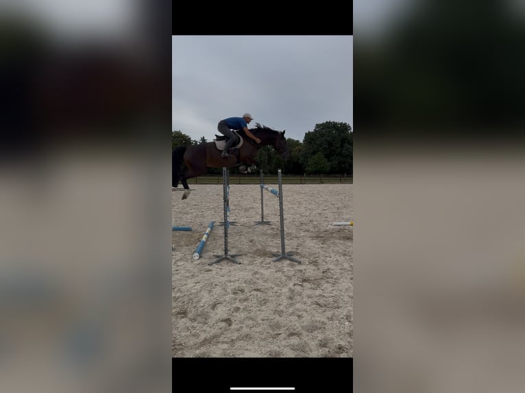 Deutsches Sportpferd Stute 8 Jahre 172 cm Dunkelbrauner in PARDUBICE