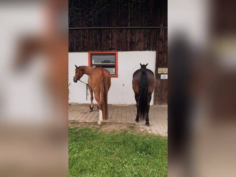 Deutsches Sportpferd Stute 8 Jahre 172 cm Fuchs in Seeon-Seebruck