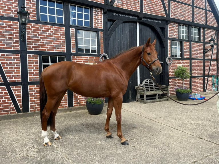 Deutsches Sportpferd Stute 8 Jahre 172 cm Fuchs in Legden