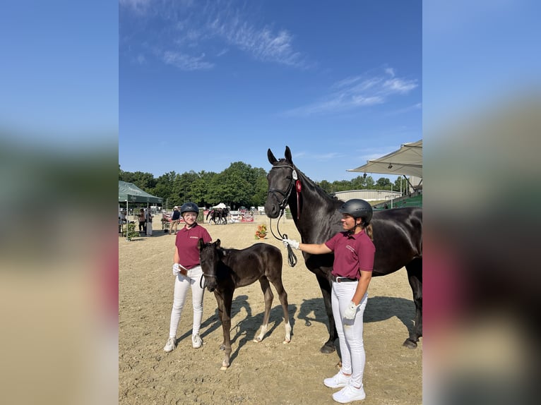 Deutsches Sportpferd Stute 8 Jahre 172 cm Rappe in 04860 Graditz