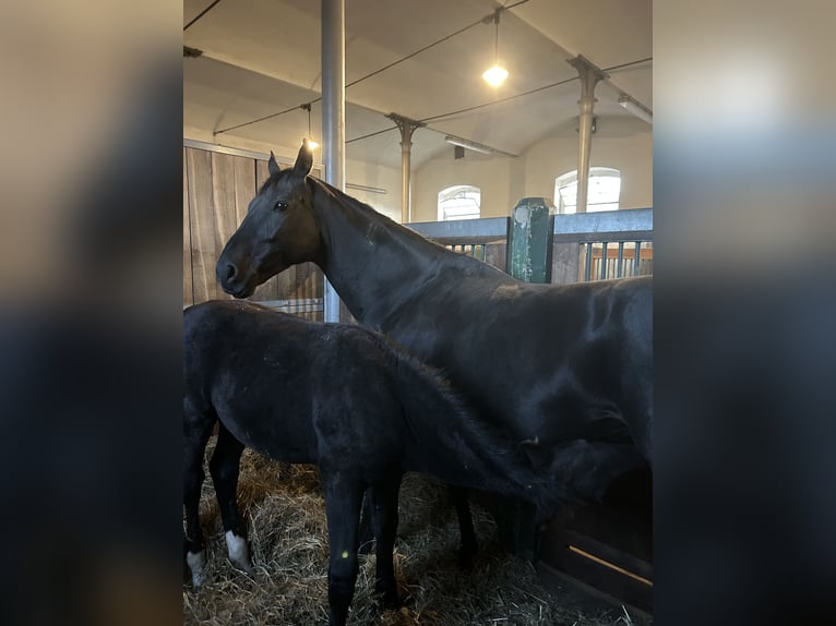 Deutsches Sportpferd Stute 8 Jahre 172 cm Rappe in 04860 Graditz