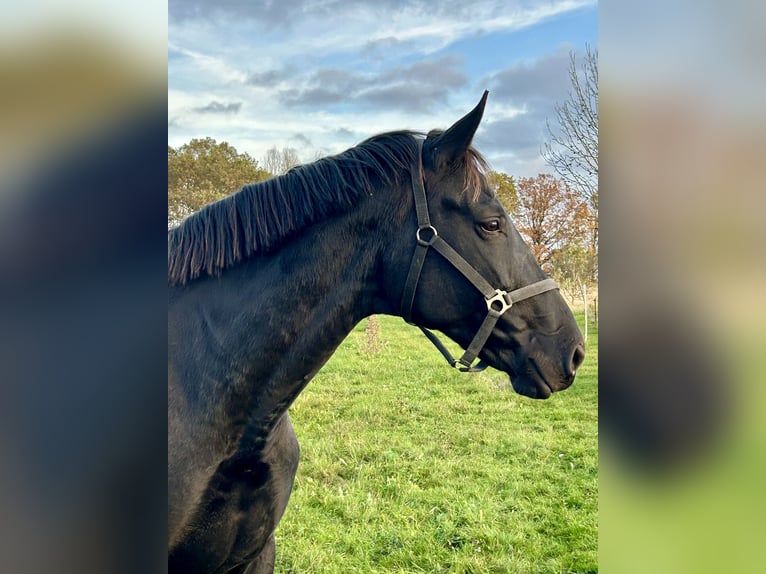 Deutsches Sportpferd Stute 8 Jahre 172 cm Rappe in 04860 Graditz