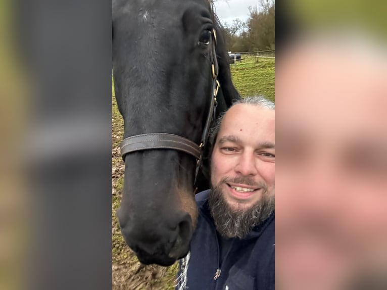 Deutsches Sportpferd Stute 8 Jahre 172 cm Schwarzbrauner in LahntalLahntal