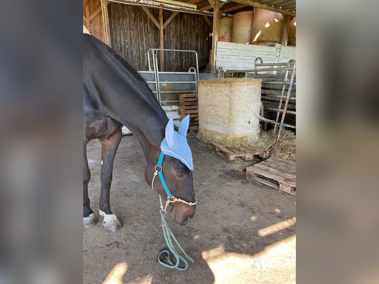 Deutsches Sportpferd Stute 8 Jahre 172 cm Schwarzbrauner in LahntalLahntal