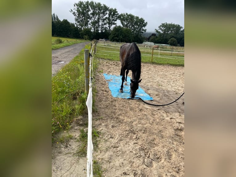 Deutsches Sportpferd Stute 8 Jahre 172 cm Schwarzbrauner in LahntalLahntal
