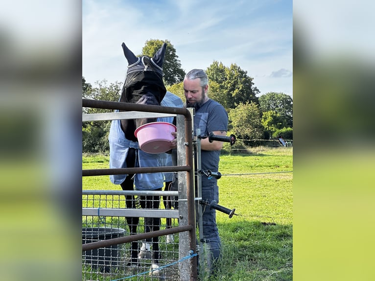 Deutsches Sportpferd Stute 8 Jahre 172 cm Schwarzbrauner in LahntalLahntal