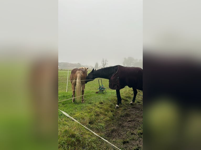 Deutsches Sportpferd Stute 8 Jahre 172 cm Schwarzbrauner in LahntalLahntal