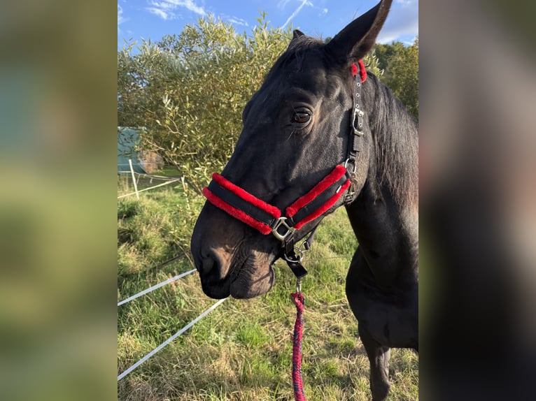 Deutsches Sportpferd Stute 8 Jahre 172 cm Schwarzbrauner in LahntalLahntal