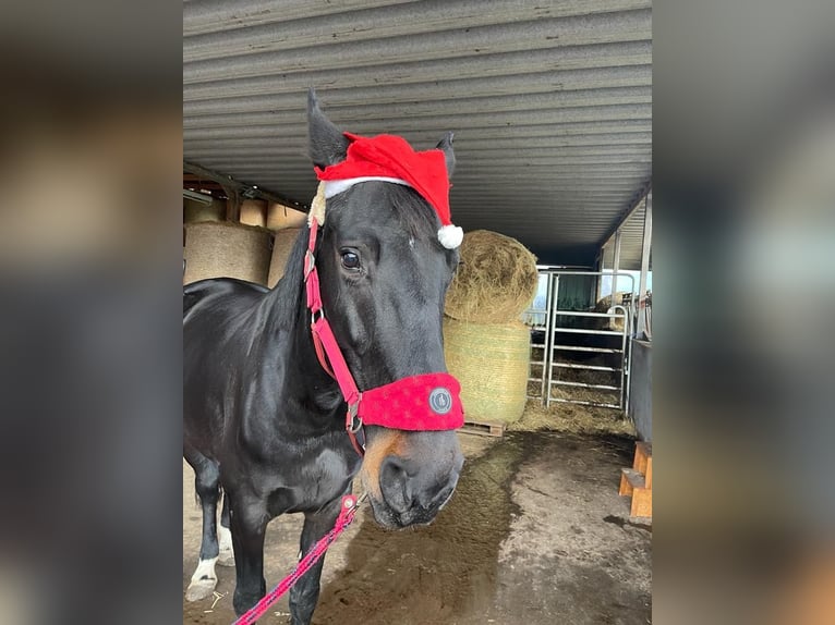 Deutsches Sportpferd Stute 8 Jahre 172 cm Schwarzbrauner in LahntalLahntal