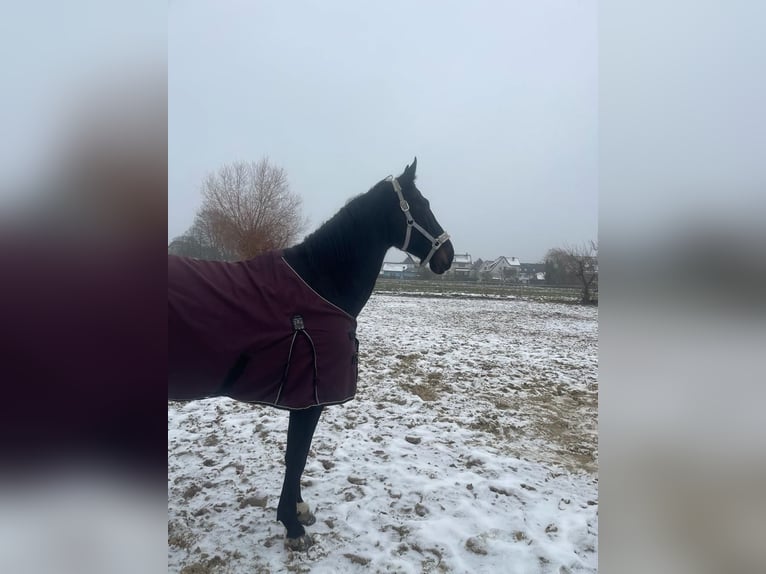 Deutsches Sportpferd Stute 8 Jahre 172 cm Schwarzbrauner in LahntalLahntal