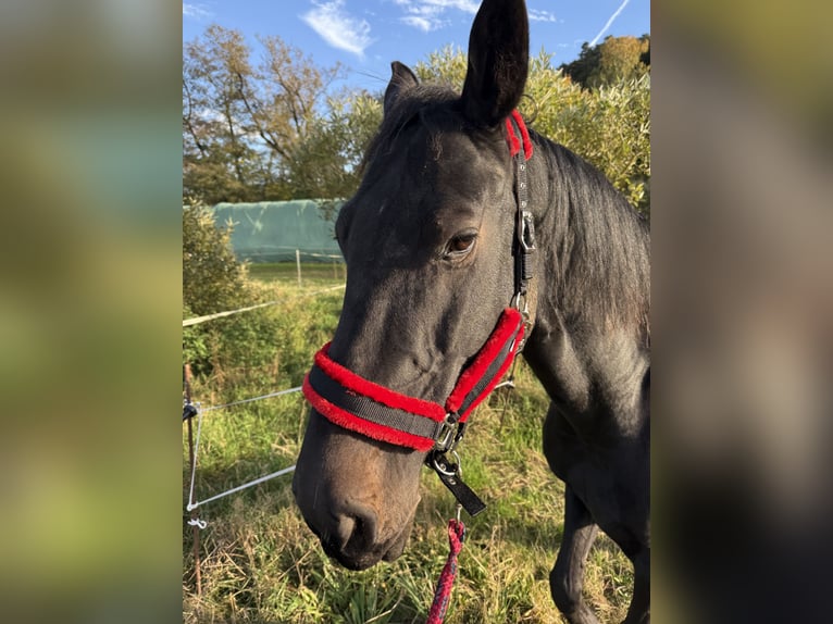 Deutsches Sportpferd Stute 8 Jahre 172 cm Schwarzbrauner in LahntalLahntal