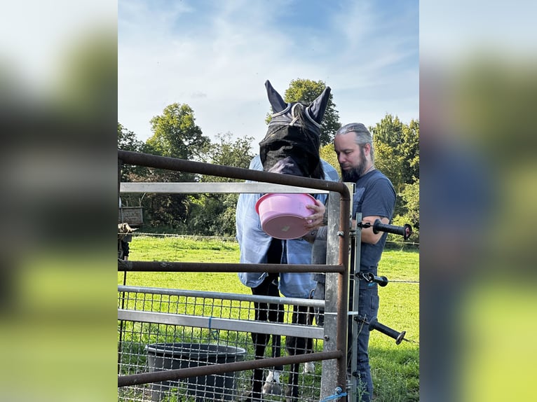 Deutsches Sportpferd Stute 8 Jahre 172 cm Schwarzbrauner in LahntalLahntal