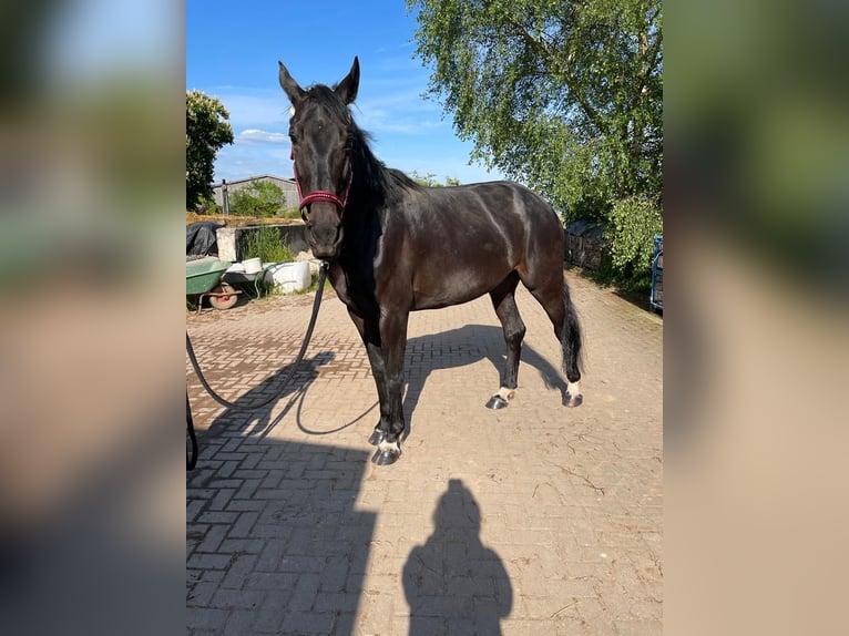 Deutsches Sportpferd Stute 8 Jahre 172 cm Schwarzbrauner in LahntalLahntal