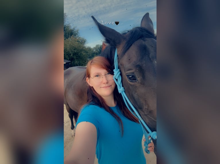 Deutsches Sportpferd Stute 8 Jahre 172 cm Schwarzbrauner in LahntalLahntal