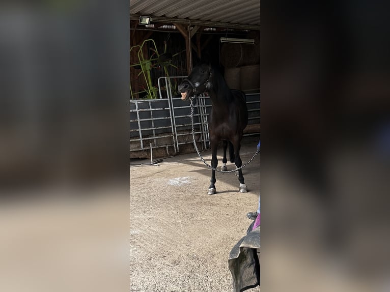 Deutsches Sportpferd Stute 8 Jahre 172 cm Schwarzbrauner in LahntalLahntal