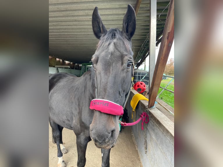 Deutsches Sportpferd Stute 8 Jahre 172 cm Schwarzbrauner in LahntalLahntal