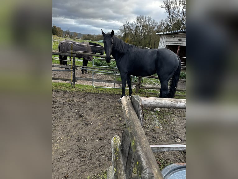 Deutsches Sportpferd Stute 8 Jahre 172 cm Schwarzbrauner in LahntalLahntal