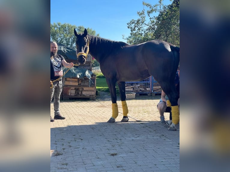 Deutsches Sportpferd Stute 8 Jahre 172 cm Schwarzbrauner in LahntalLahntal