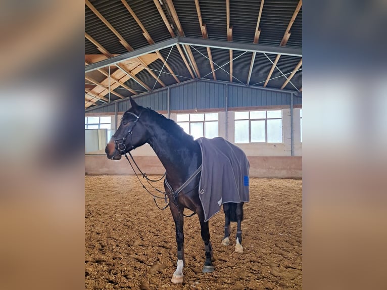 Deutsches Sportpferd Stute 8 Jahre 172 cm Schwarzbrauner in Memmingen