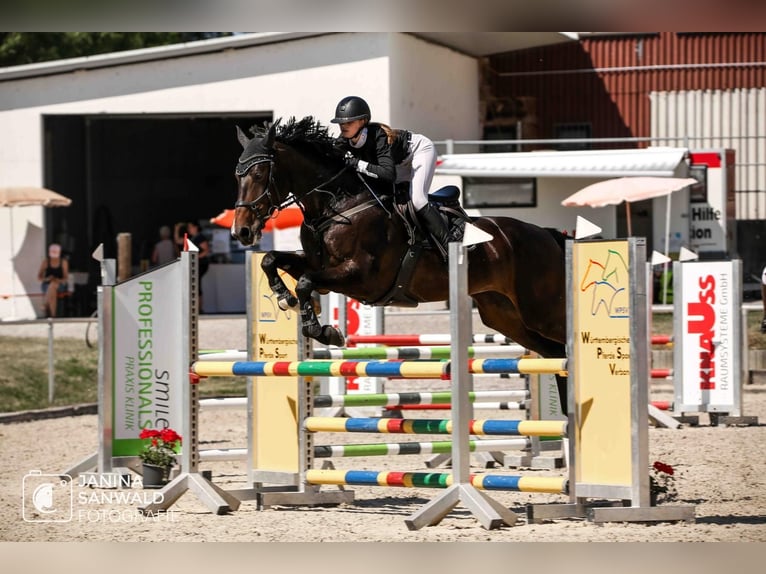 Deutsches Sportpferd Stute 8 Jahre 172 cm Schwarzbrauner in Memmingen