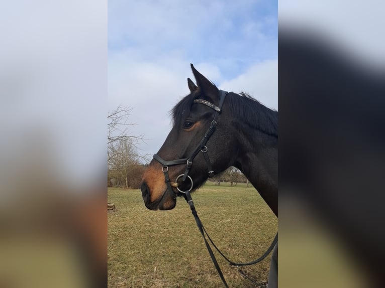 Deutsches Sportpferd Stute 8 Jahre 172 cm Schwarzbrauner in Memmingen