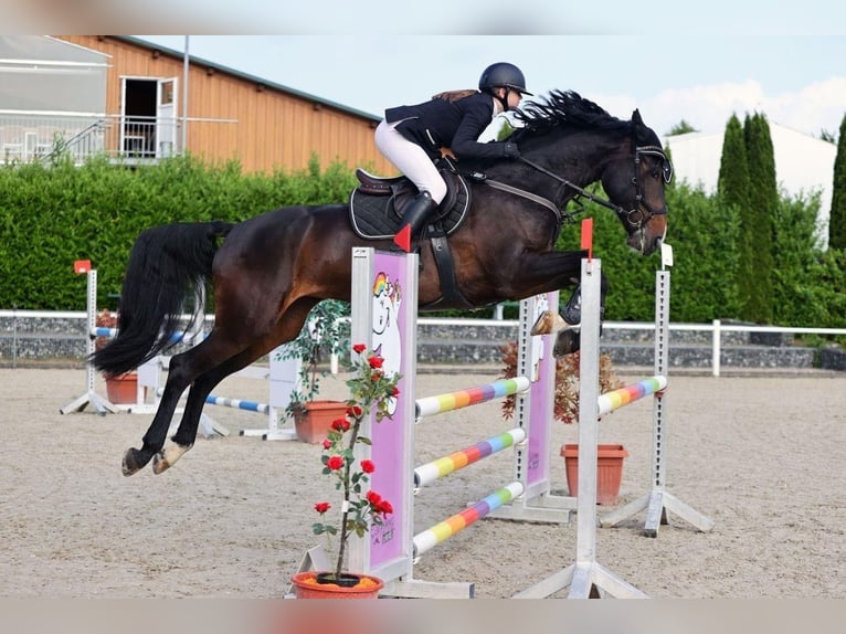 Deutsches Sportpferd Stute 8 Jahre 172 cm Schwarzbrauner in Memmingen