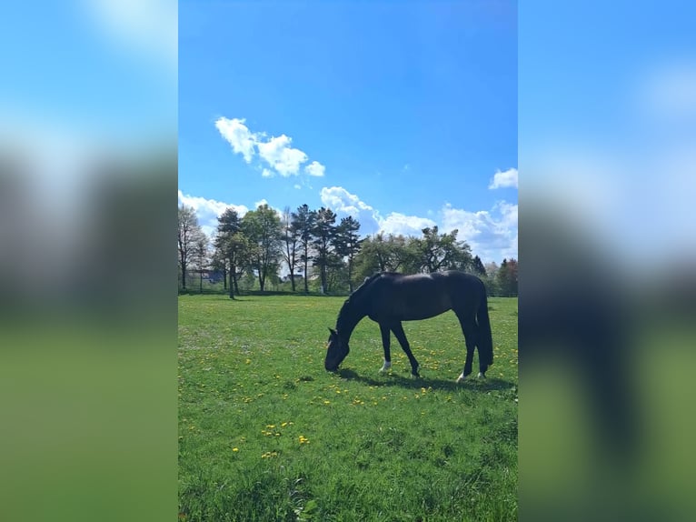 Deutsches Sportpferd Stute 8 Jahre 172 cm Schwarzbrauner in Memmingen