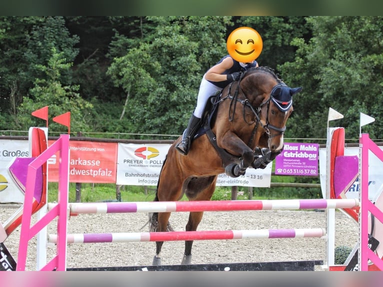 Deutsches Sportpferd Stute 8 Jahre 173 cm Brauner in S&#xF6;rgenloch