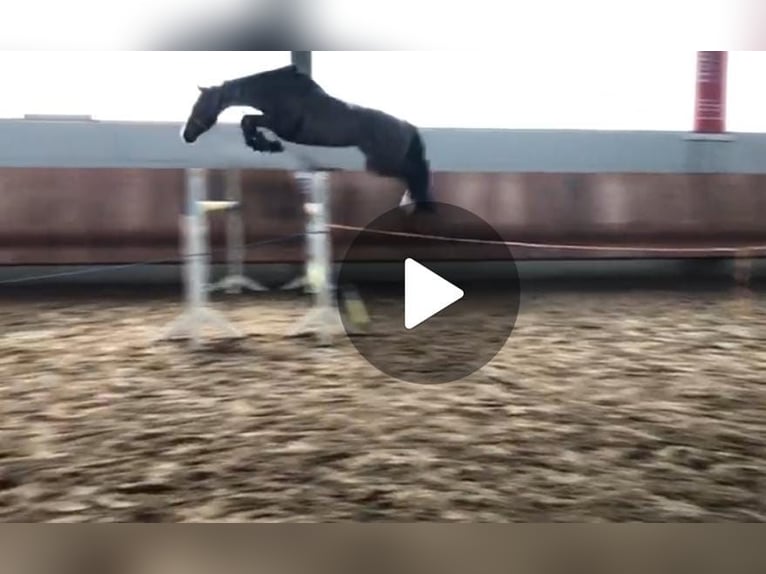 Deutsches Sportpferd Stute 8 Jahre 173 cm Brauner in S&#xF6;rgenloch