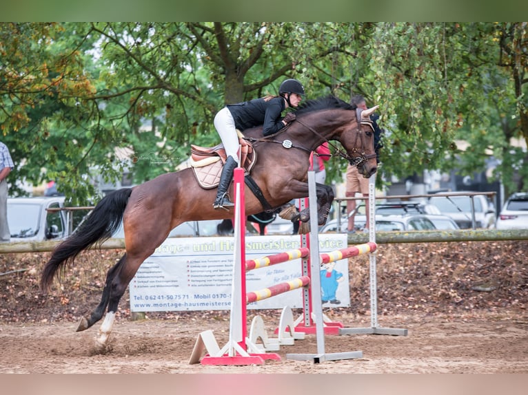 Deutsches Sportpferd Stute 8 Jahre 173 cm Brauner in S&#xF6;rgenloch