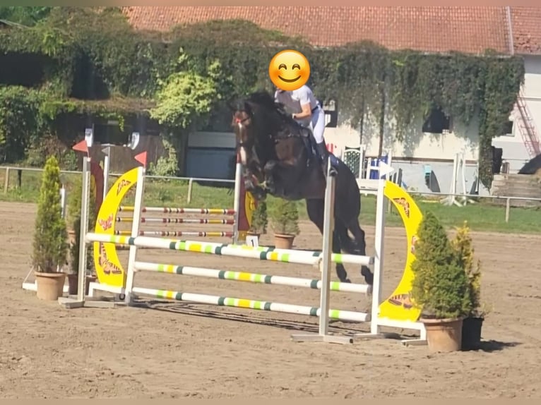 Deutsches Sportpferd Stute 8 Jahre 173 cm Brauner in S&#xF6;rgenloch