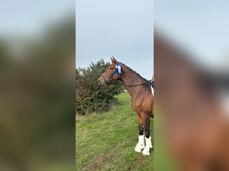 Deutsches Sportpferd Stute 8 Jahre 173 cm in Tengen