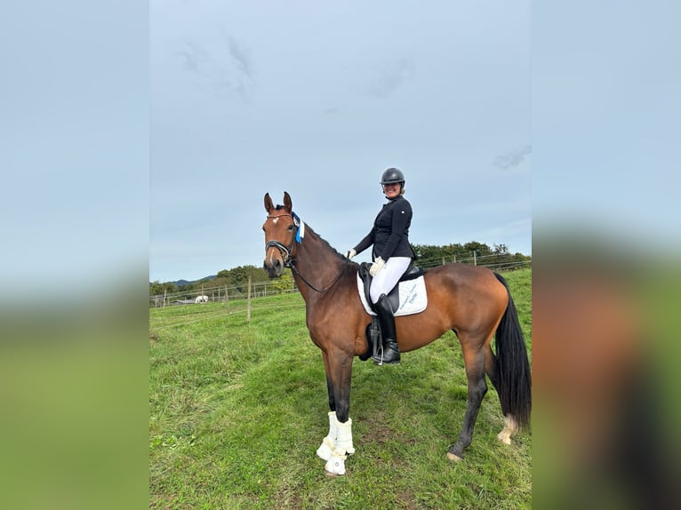 Deutsches Sportpferd Stute 8 Jahre 173 cm in Tengen
