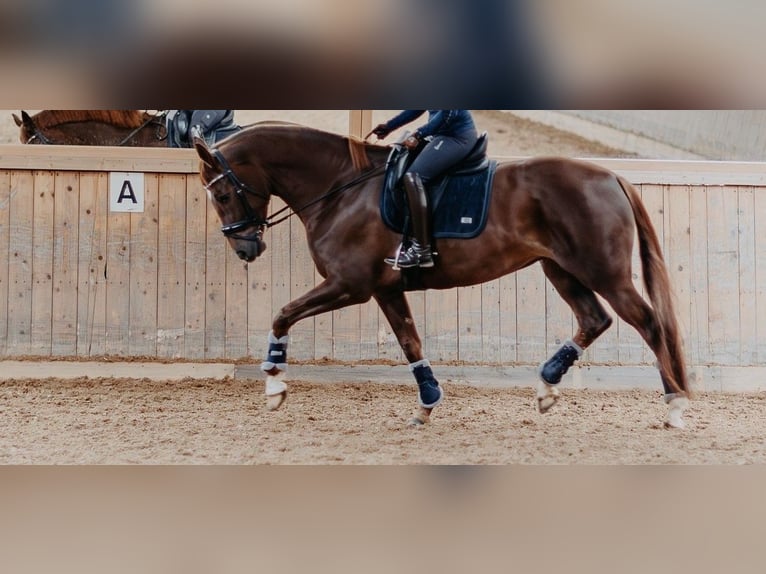 Deutsches Sportpferd Stute 8 Jahre 173 cm Fuchs in Roth