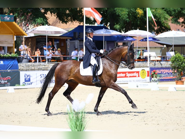 Deutsches Sportpferd Stute 8 Jahre 174 cm Dunkelbrauner in Görlitz