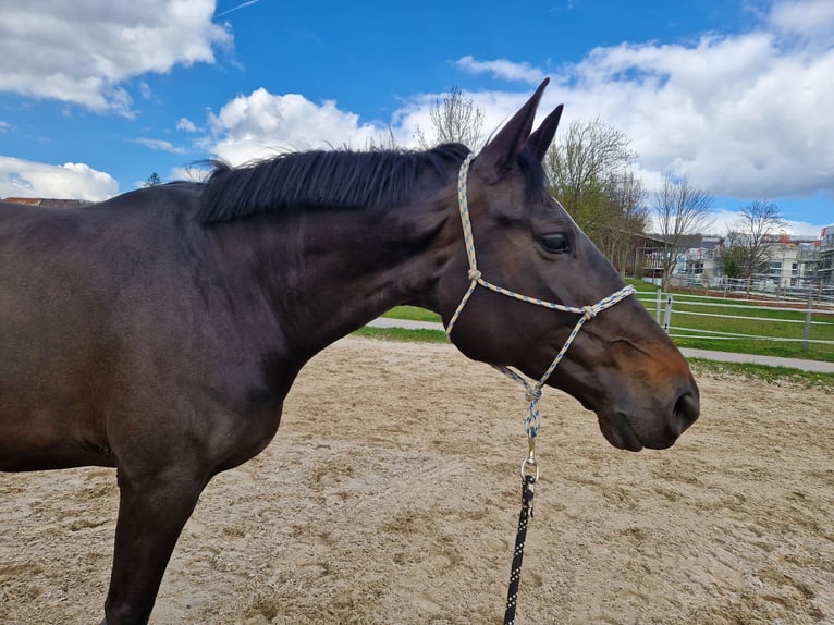 Deutsches Sportpferd Stute 8 Jahre 174 cm Dunkelbrauner in Biel-Benken BL