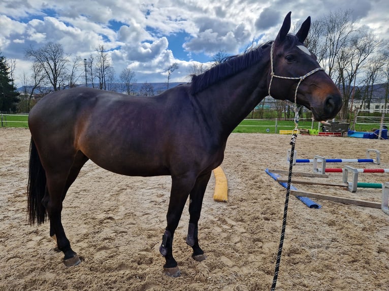 Deutsches Sportpferd Stute 8 Jahre 174 cm Dunkelbrauner in Biel-Benken BL